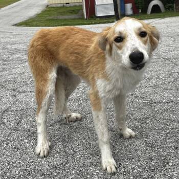 Great Pyrenees and Mixed Breed Dogs Available for Adoption in Warrensburg, Missouri - Bailey | PetCurious