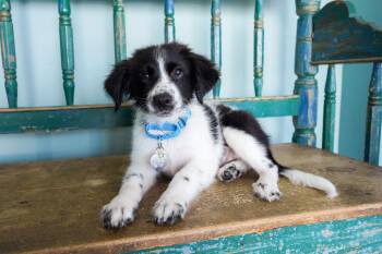 Pothos -  Border Collie and Australian Shepherd Dog for Adoption in San Antonio, Texas - Pothos | PetCurious