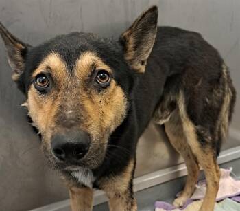 Rescue German Shepherd Dog Dogs for Adoption in Ontario, California - ARLO | PetCurious