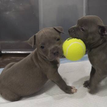 Pit Bull Terrier Dogs Available for Adoption in Austin, Texas - Balenciaga | PetCurious