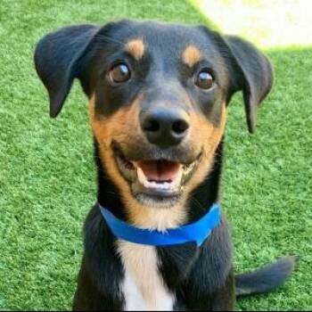 SAVE ME PLEASE PAULEY - IDA553792 -  Beagle Dog for Adoption in San Marcos, California - SAVE ME PLEASE PAULEY - IDA553792 | PetCurious