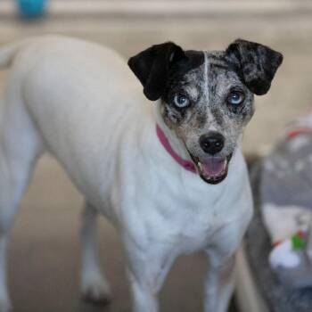 Cami (AG26-20) -  Rat Terrier Dog for Adoption in Peyton, Colorado - Cami (AG26-20) | PetCurious