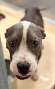 kane -  Pit Bull Terrier Dog for Adoption in Burgaw, North Carolina - Kane | PetCurious