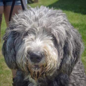 Rugsby -  Sheep Dog and Poodle Dog for Adoption in Huntley, Illinois - Rugsby | PetCurious