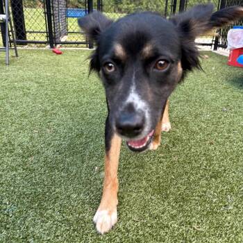 Denim -  Australian Shepherd and Mixed Breed Dog for Adoption in Greensboro, North Carolina - Denim | PetCurious