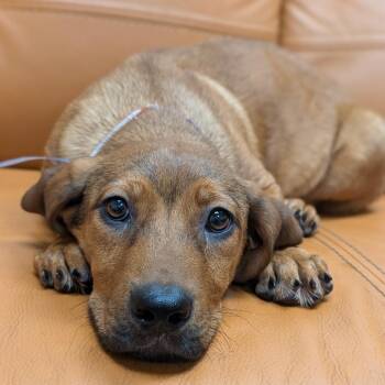 Shepherd and Mixed Breed Dogs Available for Adoption in Parker, Colorado - 585 (2026) Charlie | PetCurious