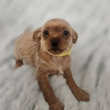 Sunny -  Terrier and Mixed Breed Dog for Adoption in Henderson, Nevada - Sunny | PetCurious