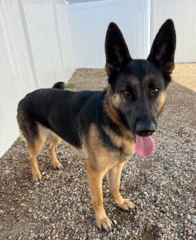 Sasha -  German Shepherd Dog Dog for Adoption in Yankton, South Dakota - Sasha | PetCurious