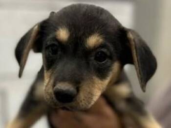 MINESTRONE -  Hound Dog for Adoption in Palo Alto, California - MINESTRONE | PetCurious