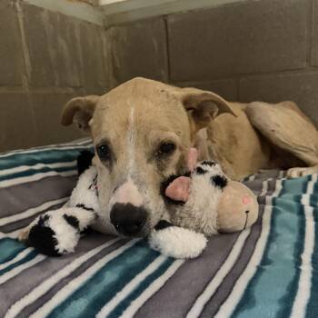 Scotty -  Retriever Dog for Adoption in Bulverde, Texas - Scotty | PetCurious