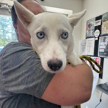 Hazel -  Husky Dog for Adoption in Birmingham, Alabama - Hazel | PetCurious