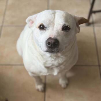Mixed Breed Dogs Available for Adoption in Hampton Bays, New York - Romeo | PetCurious