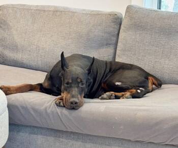 Cooper 2 -  Doberman Pinscher Dog for Adoption in Silver Spring, Maryland - Cooper 2 | PetCurious