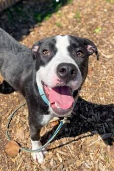 Spock -  Mixed Breed Dog for Adoption in Cincinnati, Ohio - Spock | PetCurious