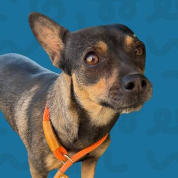 Chihuahua Dogs Available for Adoption in Reno, Nevada - Nugget | PetCurious