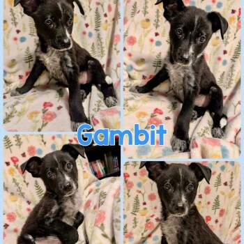 Gambit -  Australian Cattle Dog Blue Heeler and Mixed Breed Dog for Adoption in Opelika, Alabama - Gambit | PetCurious