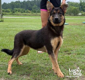 Chase -  German Shepherd Dog Dog for Adoption in Washington, District Of Columbia - Chase | PetCurious