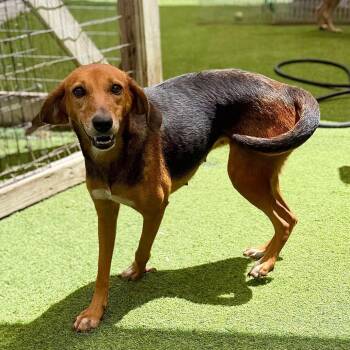 Hound and Mixed Breed Dogs Available for Adoption in Loxahatchee Groves, Florida - Harmony 1547 | PetCurious
