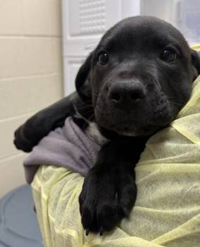 Bella -  Labrador Retriever and Mixed Breed Dog for Adoption in Westland, Michigan - Bella | PetCurious