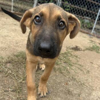 Tango -  Shepherd and Mixed Breed Dog for Adoption in West Point, Mississippi - Tango | PetCurious