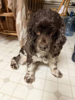 Rescue Cocker Spaniel Dogs for Adoption in Austin, Texas - Arlo | PetCurious
