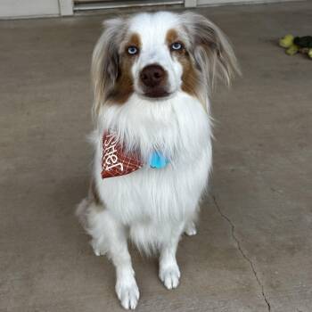 Atlas -  Australian Shepherd Dog for Adoption in Boerne, Texas - Atlas | PetCurious