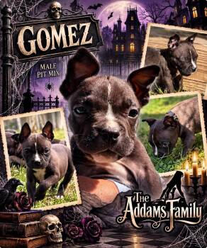 Gomez -  Mixed Breed Dog for Adoption in Pleasant Ridge, Michigan - Gomez | PetCurious