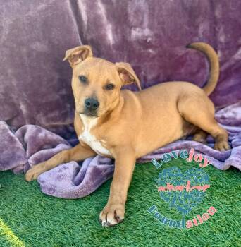 Airedale Terrier and Labrador Retriever Dogs Available for Adoption - Clover | PetCurious