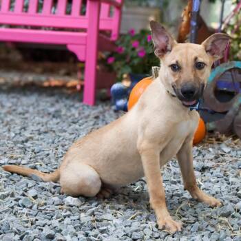 Josh -  Labrador Retriever and Shepherd Dog for Adoption in Wake Forest, North Carolina - Josh | PetCurious