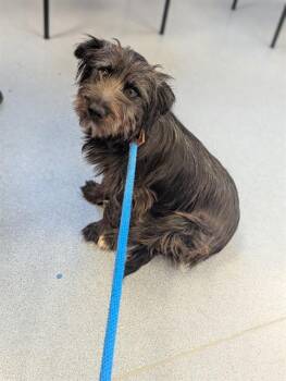 Schnauzer and Mixed Breed Dogs Available for Adoption in San Jose, California - GINNY | PetCurious