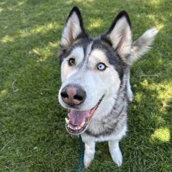 Kylo -  Husky Dog for Adoption in Murray, Utah - Kylo | PetCurious