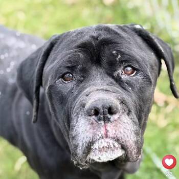 Mastiff Dogs Available for Adoption in Manchester, Pennsylvania - Sheba | PetCurious