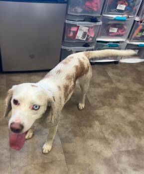 Benny -  Beagle and Mixed Breed Dog for Adoption in Springfield, Ohio - Benny | PetCurious