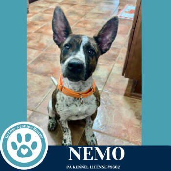 Rescue Cattle Dog Dogs for Adoption in Kimberton, Pennsylvania - Nemo (Ocean Explorers) 110825 | PetCurious