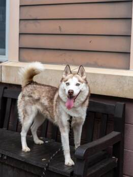 Mixed Breed Dogs Available for Adoption in Chamblee, Georgia - Stella | PetCurious