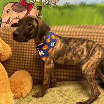 Abel -  Cane Corso and Mixed Breed Dog for Adoption in Blairstown, New Jersey - Abel | PetCurious