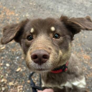 Australian Shepherd Dogs Available for Adoption in Sunderland, Maryland - Biscuit | PetCurious