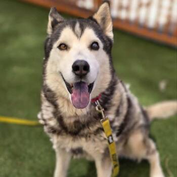 Yukon -  Husky Dog for Adoption in Las Vegas, Nevada - Yukon | PetCurious