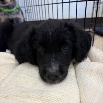 Warren 22554 -  Mixed Breed Dog for Adoption in Cumming, Georgia - Warren 22554 | PetCurious
