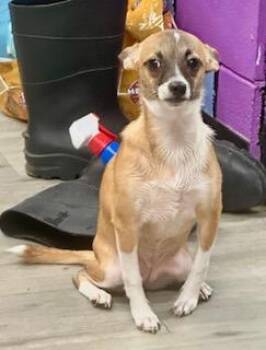 Peaches -  Chihuahua Dog for Adoption in Tifton, Georgia - Peaches | PetCurious