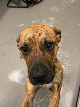 Pit Bull Terrier and Mixed Breed Dogs Available for Adoption in Dyersburg, Tennessee - Bonnie | PetCurious
