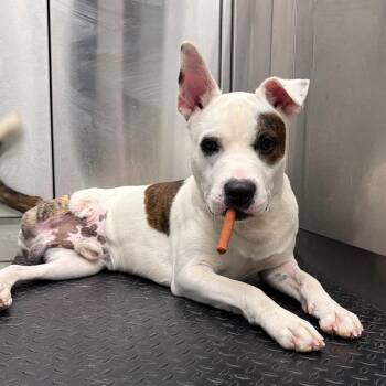 Taz -  Mixed Breed Dog for Adoption in Abilene, Texas - Taz | PetCurious