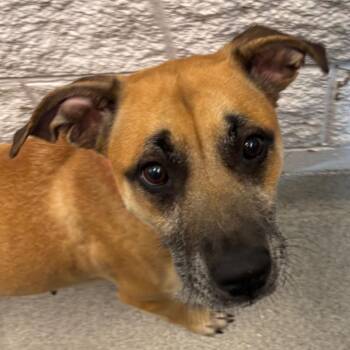 Rose (Coming Soon!) -  Mixed Breed Dog for Adoption in Naperville, Illinois - Rose (Coming Soon!) | PetCurious