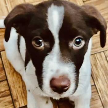 Rescue Labrador Retriever and Collie Dogs for Adoption in Enfield, Connecticut - Slinky | PetCurious