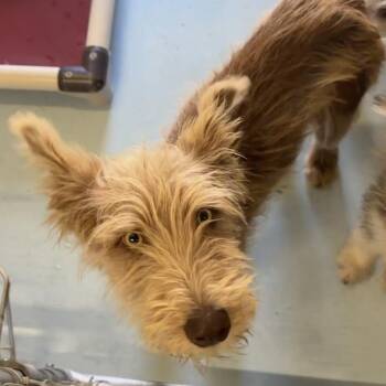 Q -  Schnauzer Dog for Adoption in Goleta, California - Q | PetCurious