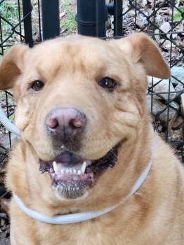 Rescue Labrador Retriever and Shepherd Dogs for Adoption in Douglasville, Georgia - Butterscotch Formerly Harley | PetCurious