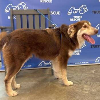 Collie Dogs Available for Adoption - OZZY | PetCurious