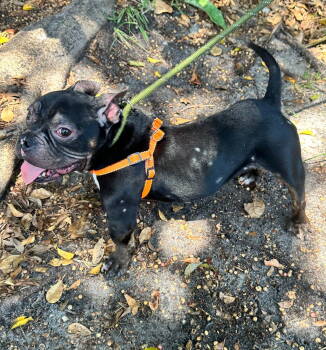 Rescue French Bulldog Dogs for Adoption in Margate, Florida - BUCKY | PetCurious