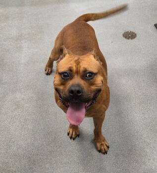 Buster Brown -  Staffordshire Bull Terrier Dog for Adoption in Jefferson, Iowa - Buster Brown | PetCurious