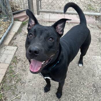 Pit Bull Terrier Dogs Available for Adoption in Fairmont, Minnesota - Oscar | PetCurious